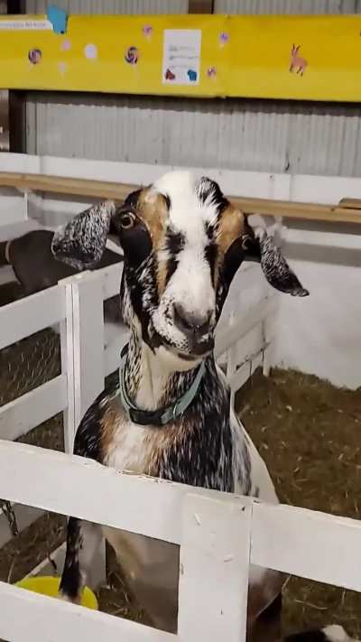 Checked Out the County Fair Today