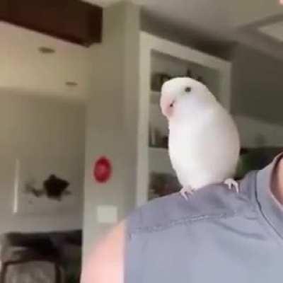 I want that bird