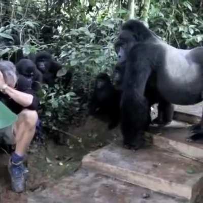 This Wildlife cameraman went a step further with Gorillas!