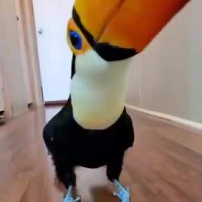 Wholesome Tucan Dancing!