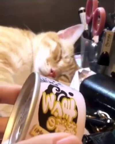 Sleeping cat's reaction to the sound of food