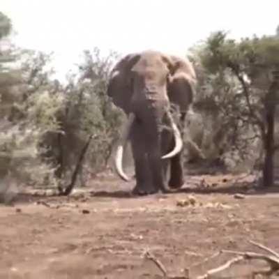 Largest Elephant in the world, weighing approx 8000 kgs