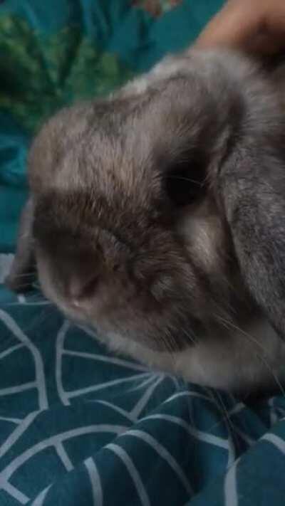 nose wiggles from my bun henry