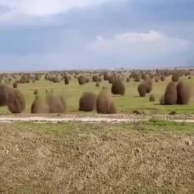 This is how tumbleweeds disperse their seeds. The dried out bush breaks off from its roots, travelling along barren landscapes, far and wide so seedlings can flourish without competition from other plants. The live plant is called a Russian thistle.