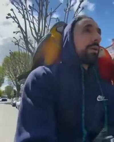 Guy takes his parrots out to fly around while he rides his bike