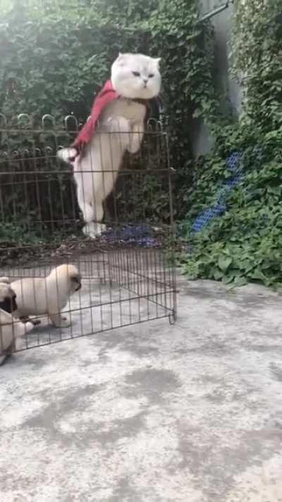 'Superhero Cat' leaps out of the cage smoothly