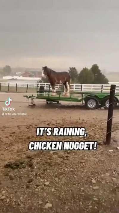 My horse Chicken Nugget is going through some stuff