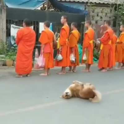 The monk’s greatest test is to not pet the doggo