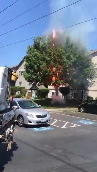 Tree getting electrocuted ⚡