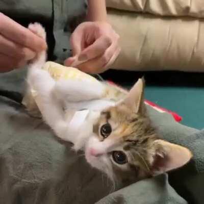 This kitten was born with Swimmers Syndrome, so she gets physical therapy everyday. Reddit, meet Scoots!