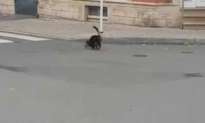 This is the amazing moment a cat is sent scurrying away in fright by a rat it was chasing. The hilarious footage was filmed in Esch-sur-Alzette, Luxembourg on November 5.