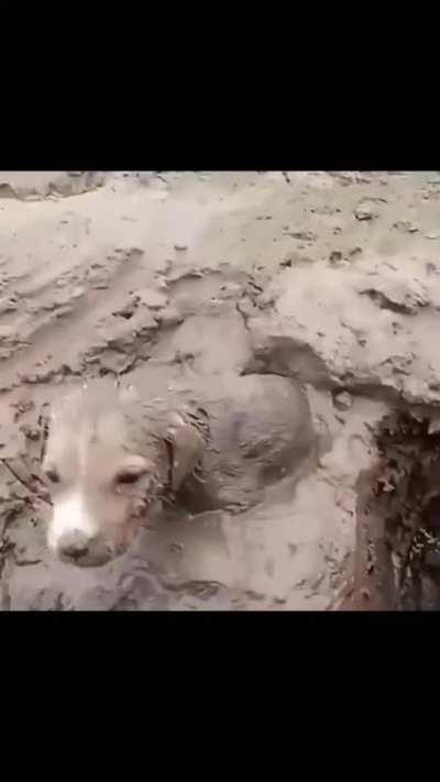 Volunteer in Kherson oblast finds a puppy trapped in mud.