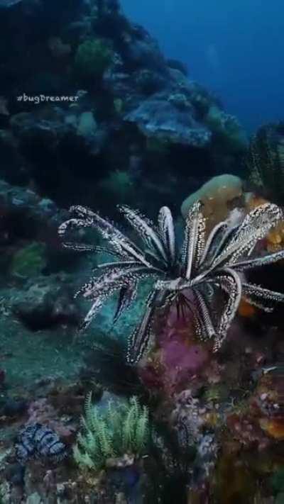 🔥 Crinoid landing on the reef. Location:Raja Ampat, West Papua