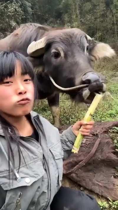 A girl calls her pet for a sugarcane snack