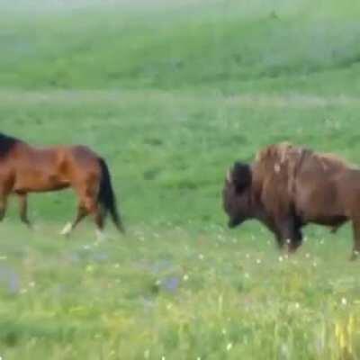 🔥 Herd of Horses encounter a wandering Bison 🔥