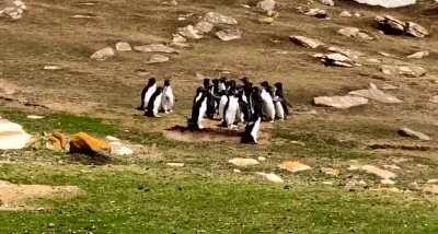 🔥 Two groups of penguins pass each other, stopping briefly to exchange information but one penguin gets confused!