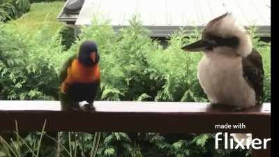 🔥 Rainbow Lorikeet trying to woo a Kookaburra