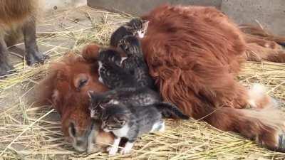 Kittens playing with baby donkey while capybara and mommy cat watches