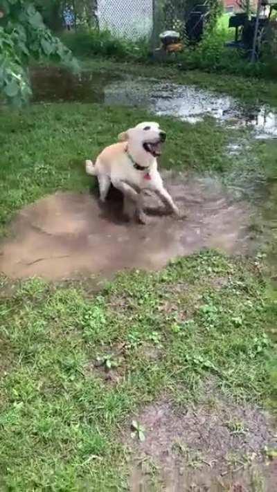 Special needs pup plays in his favorite puddle