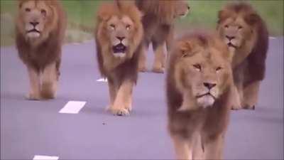 Lions walking towards a car