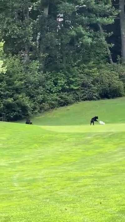 These 3 bear cubs play fighting on a golf green