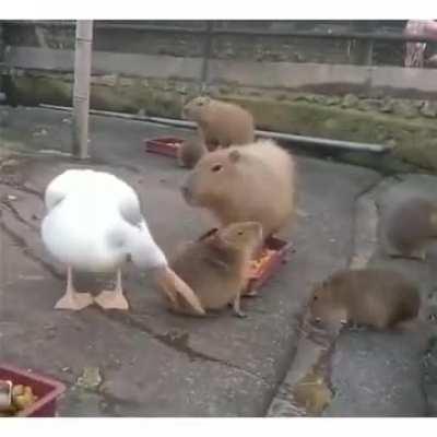 Pelicans can't eat capybaras 