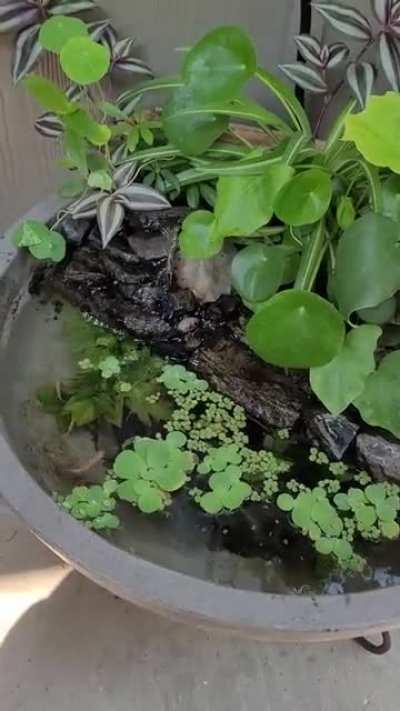 3 month update on my first patio pond! happy fish and happy plants