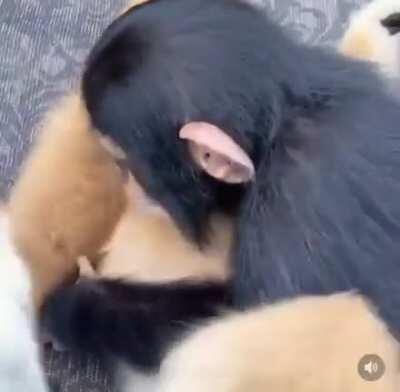 Monkey hug