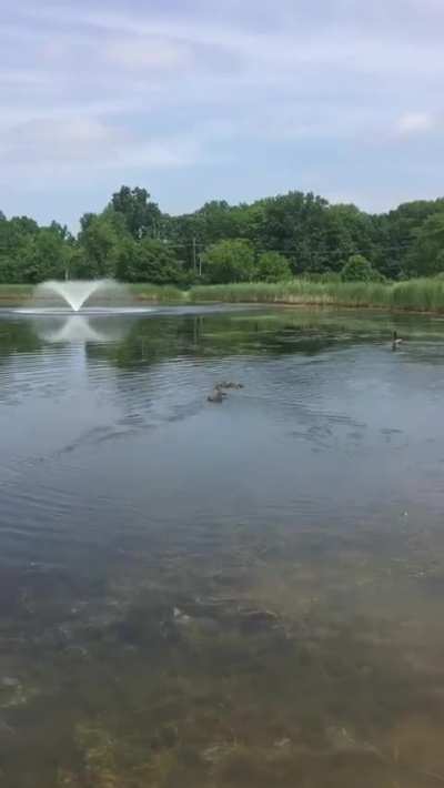 These ten ducklings were found orphaned and they were brought to a pet duck called Stella who had just hatched nine of her own two weeks prior. She immediately claimed the ten as her own.