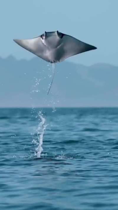 flying stingray 