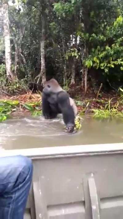 🔥 Mischievous Gorilla