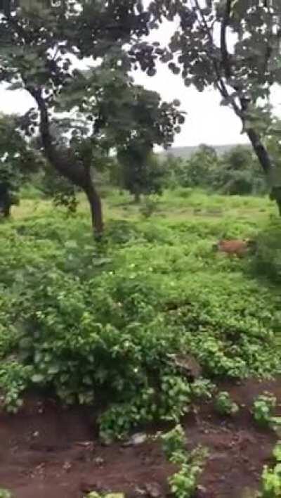 Sighting of tiger near dharpally mandal near Nizamabad