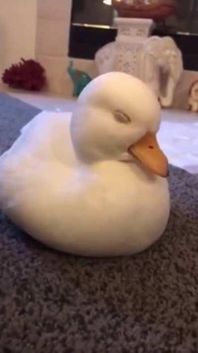 Baby Duck Can't Stay Awake