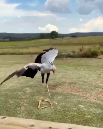 🔥 The secretary bird demonstrates his kung fu.