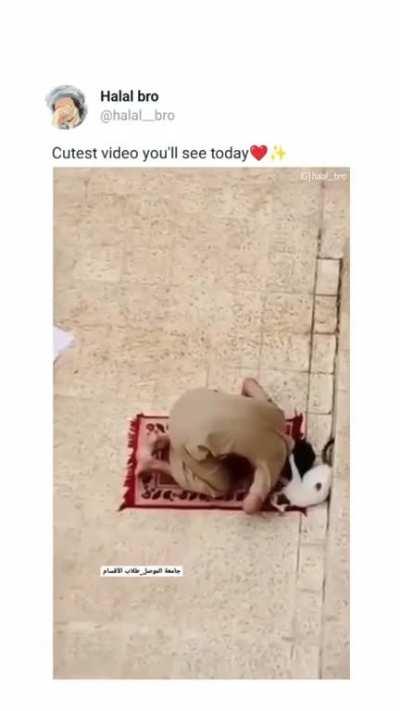 Cat jumps on Imam while leading a prayer