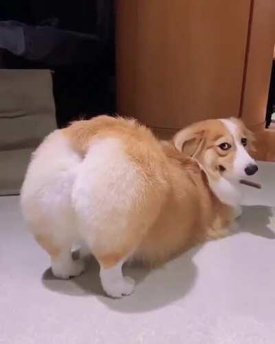 sexy corgi in the house!