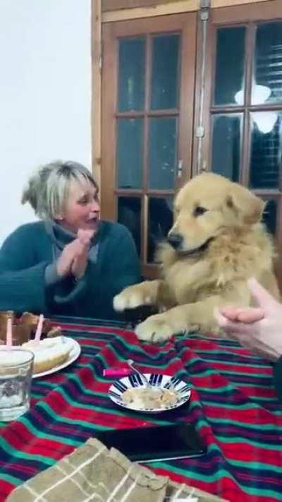 Dog is excited for his birthday party.