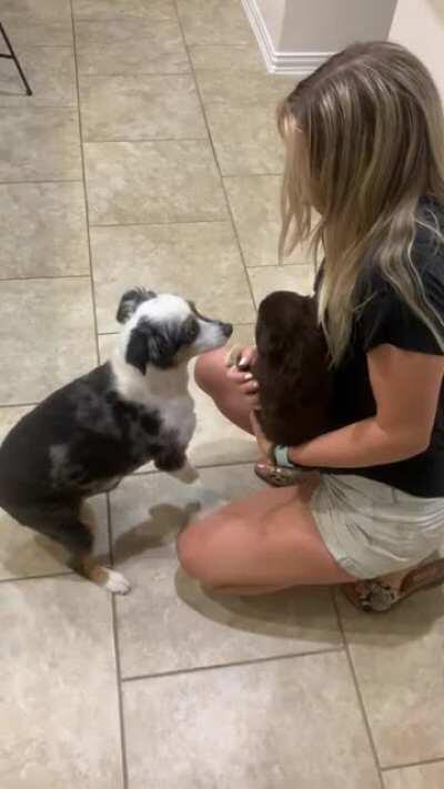 Introducing our Aussie to her new puppy sister