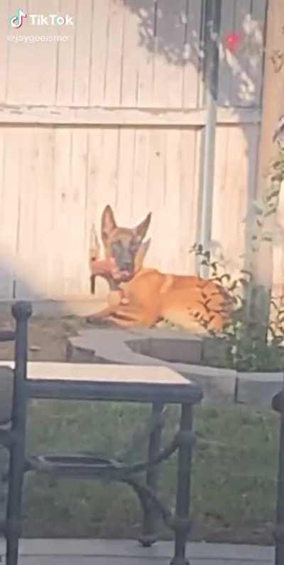 Neighbor pets dog through dog petting glory hole