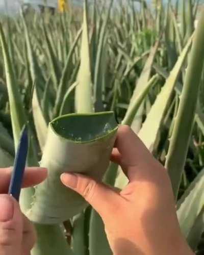 Cutting aloe vera leaf