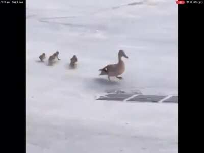 A brood of ducklings go for a waddle.