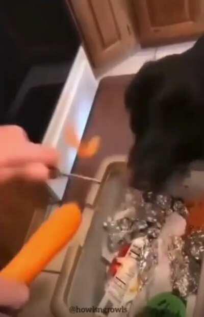 Doggo Enjoys Carrots