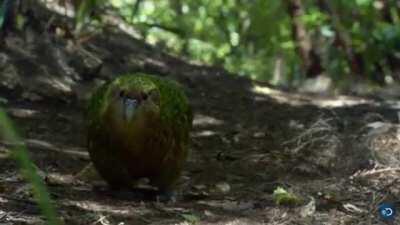 The Kakapo, the worlds heaviest and only flightless parrot