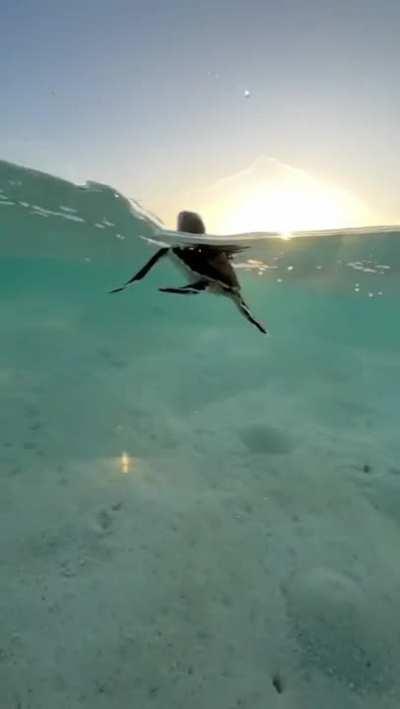 A baby sea turtle peacefully swimming through the surf