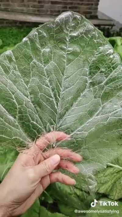 Taking a thick layer of ice of off leaves