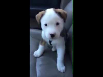 Dog gets angry at his own hiccups