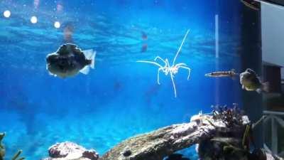 Sea spider swimming with lumpsuckers (from my old cold water marine tank).