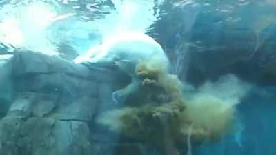 Polar Bear in Water