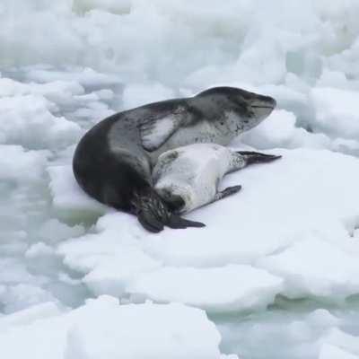 🔥 Mother leopard seal relaxing with her pup!