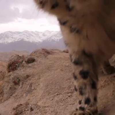 🔥 Snow Leopard sees wildlife cam then decides to roll over.